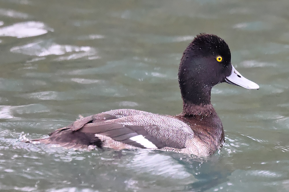 Lesser scaup